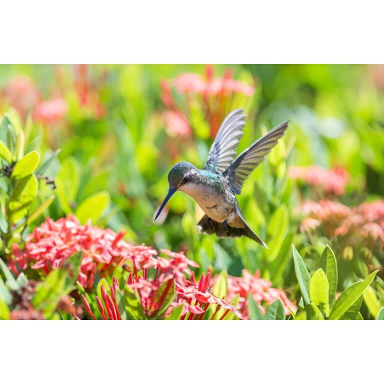 Hummingbird Pollinator Mix-4807