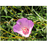 Tracy's Clarkia-5368