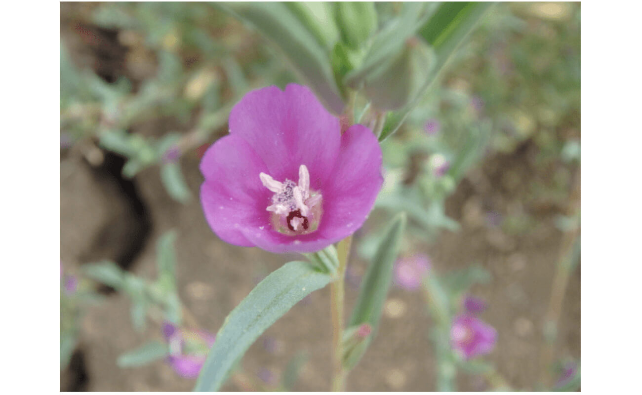 Purple Clarkia-5363