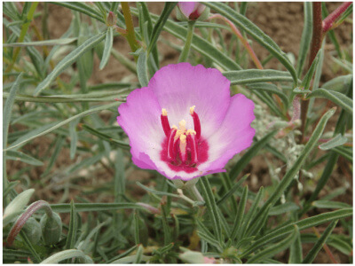 Tracy's Clarkia-5367