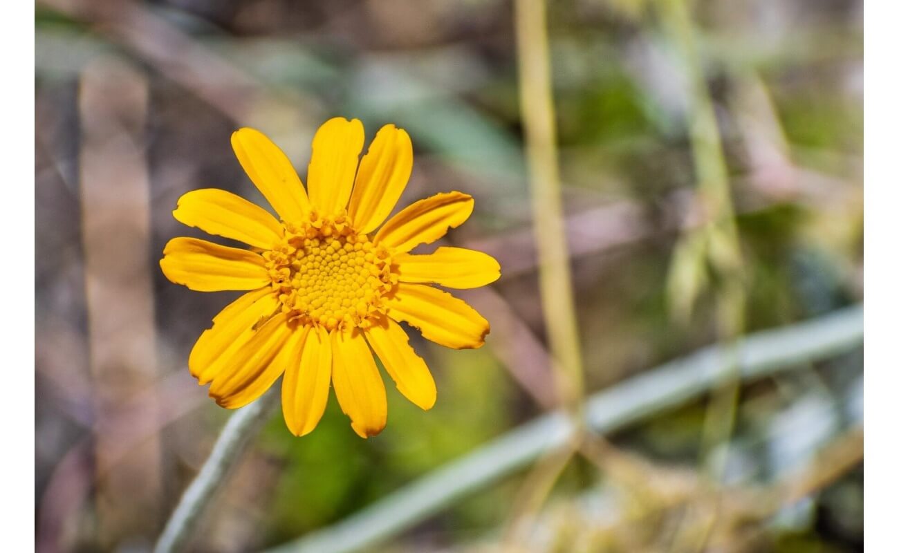 Woolly Sunflower-5344