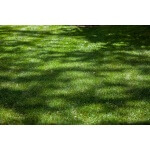 TWCA Water-Wise Shade Mix-5052