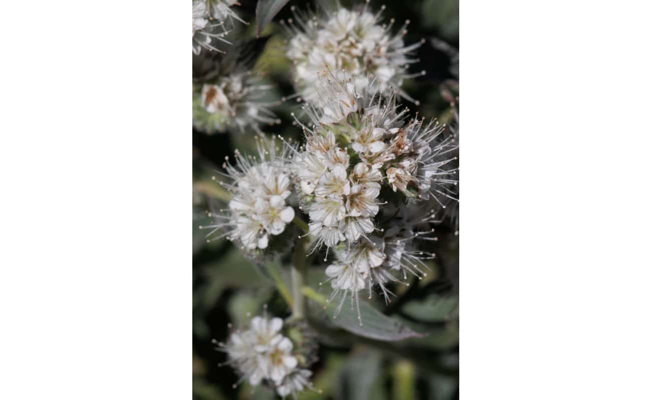 California Phacelia-4836