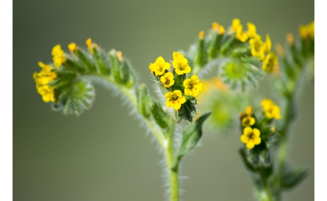 Small-Flowered Fiddleneck-5310