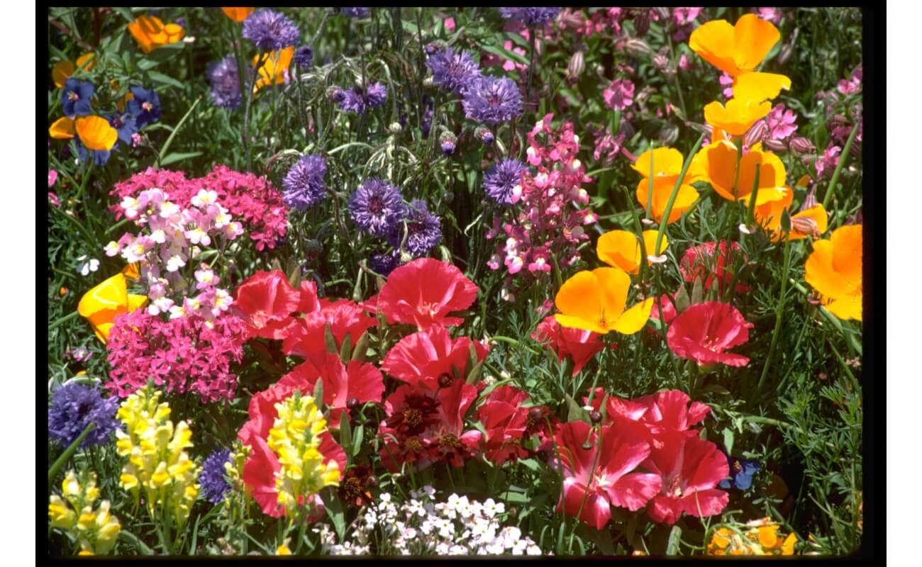 Spring Fever Wildflower Mix-4811