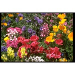 Spring Fever Wildflower Mix-4811