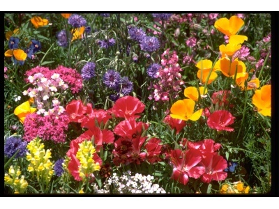 Spring Fever Wildflower Mix-4811