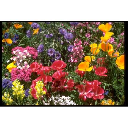 Spring Fever Wildflower Mix-4811