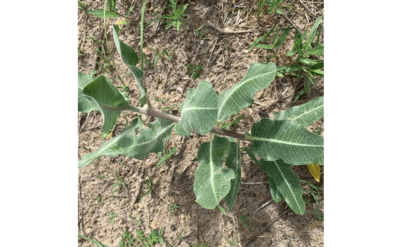 Sand Milkweed-0