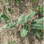 Sand Milkweed-0