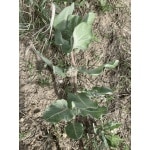 Sand Milkweed-5384