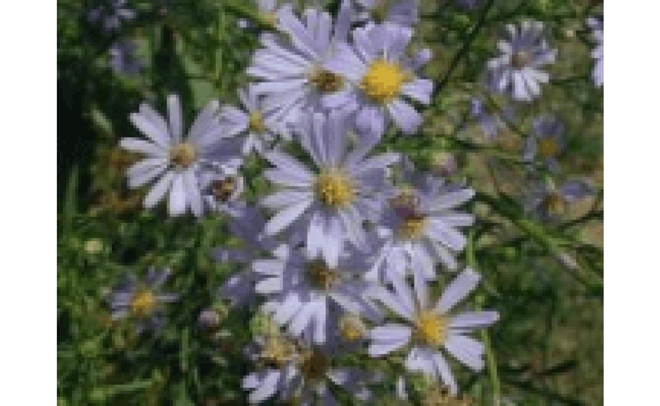 Sky Blue Aster-0