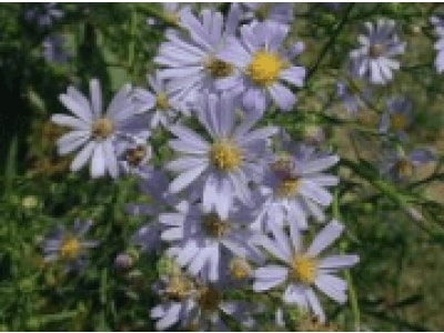 Sky Blue Aster-0