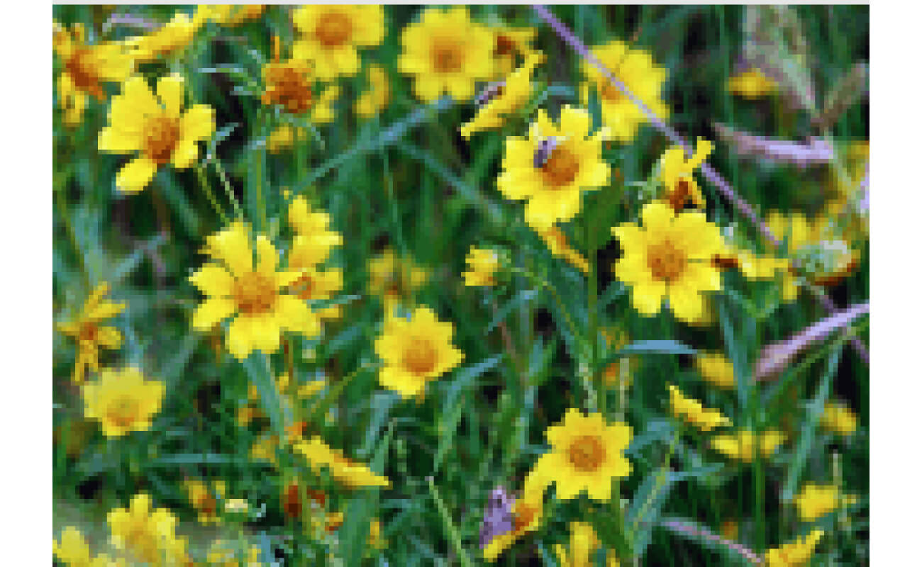 Nodding Bur Marigold-0