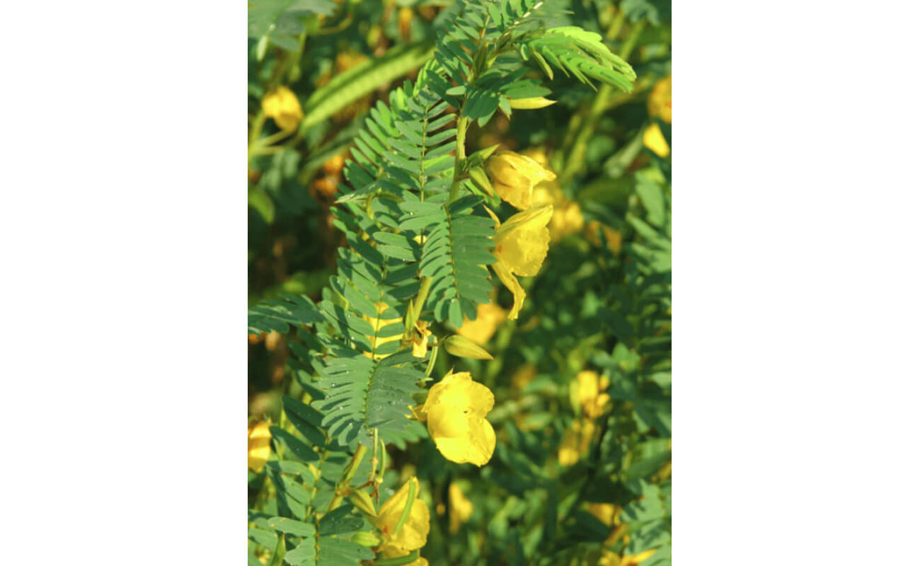 Showy Partridge Pea-0