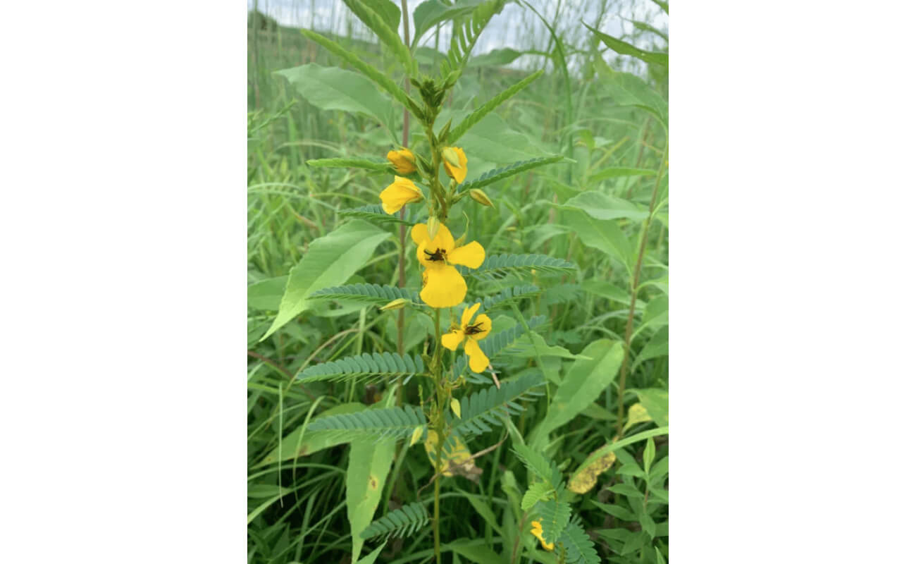 Showy Partridge Pea-5393