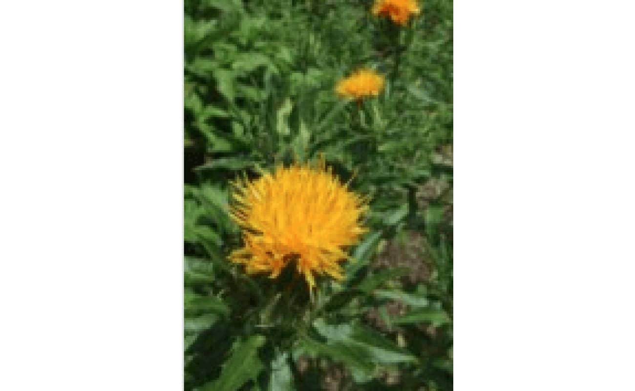 Safflowers-0