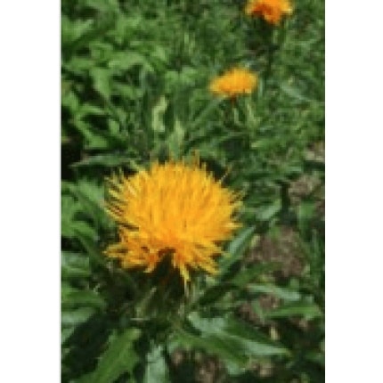 Safflowers-0