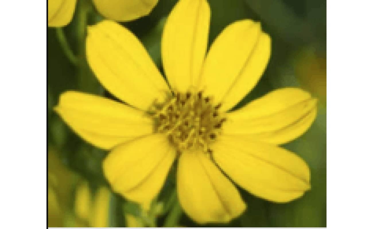 Prairie Coreopsis-0