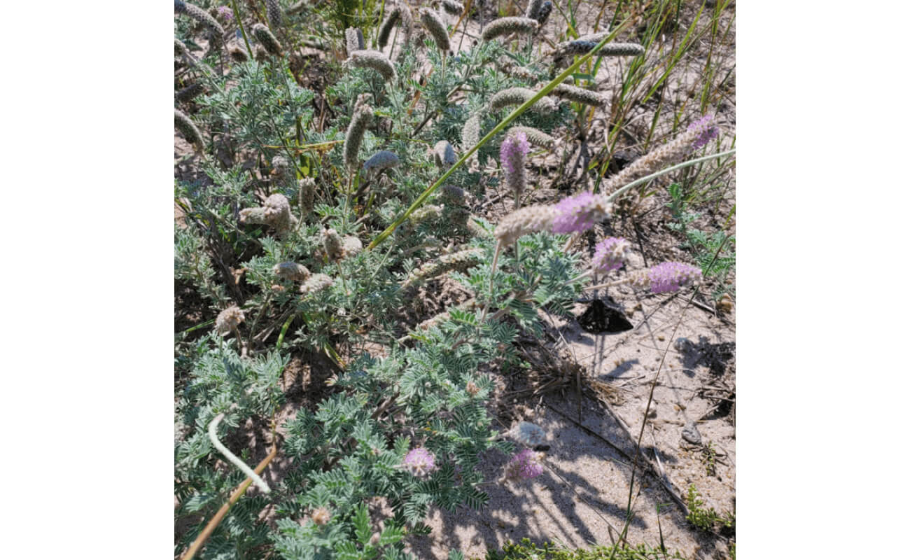 Silky Prairie Clover-0