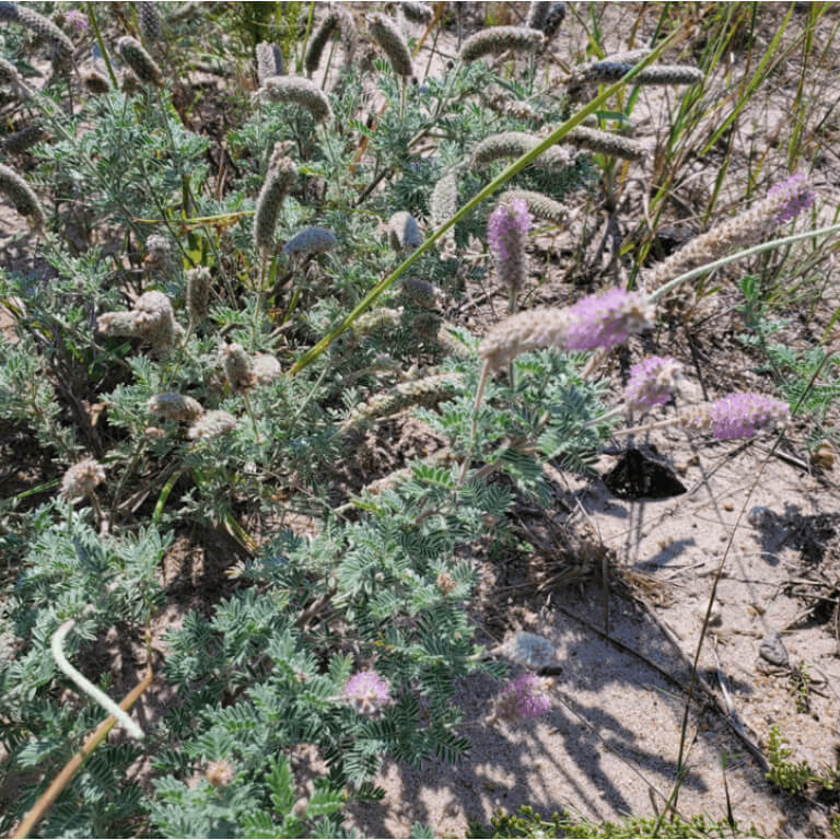 Silky Prairie Clover-0