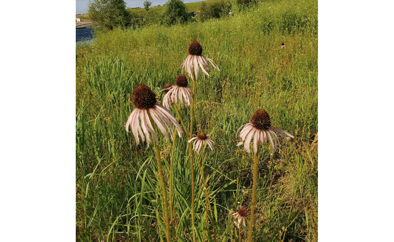 Pale Purple Coneflower-0