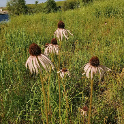 Pale Purple Coneflower-0