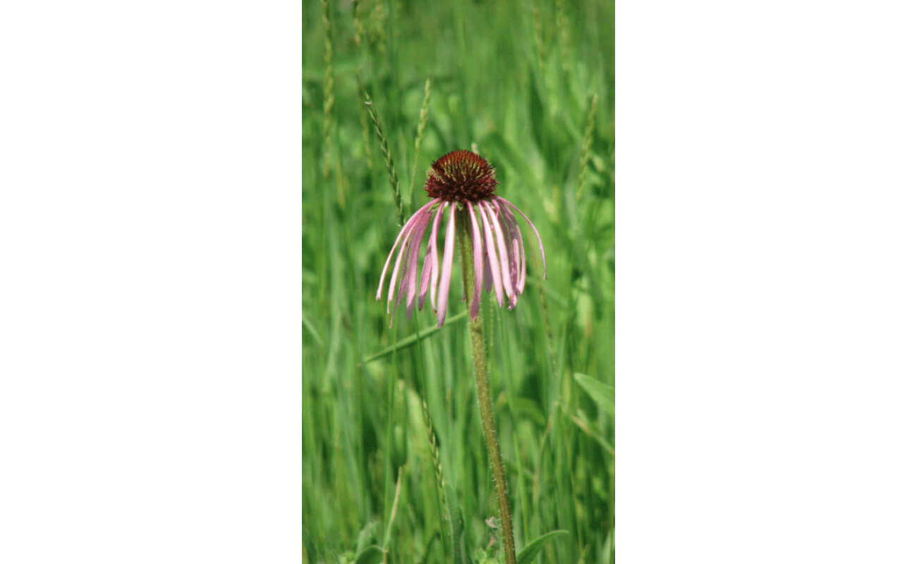 Pale Purple Coneflower-5263