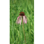 Pale Purple Coneflower-5263