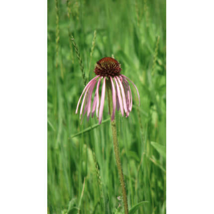 Pale Purple Coneflower-5263