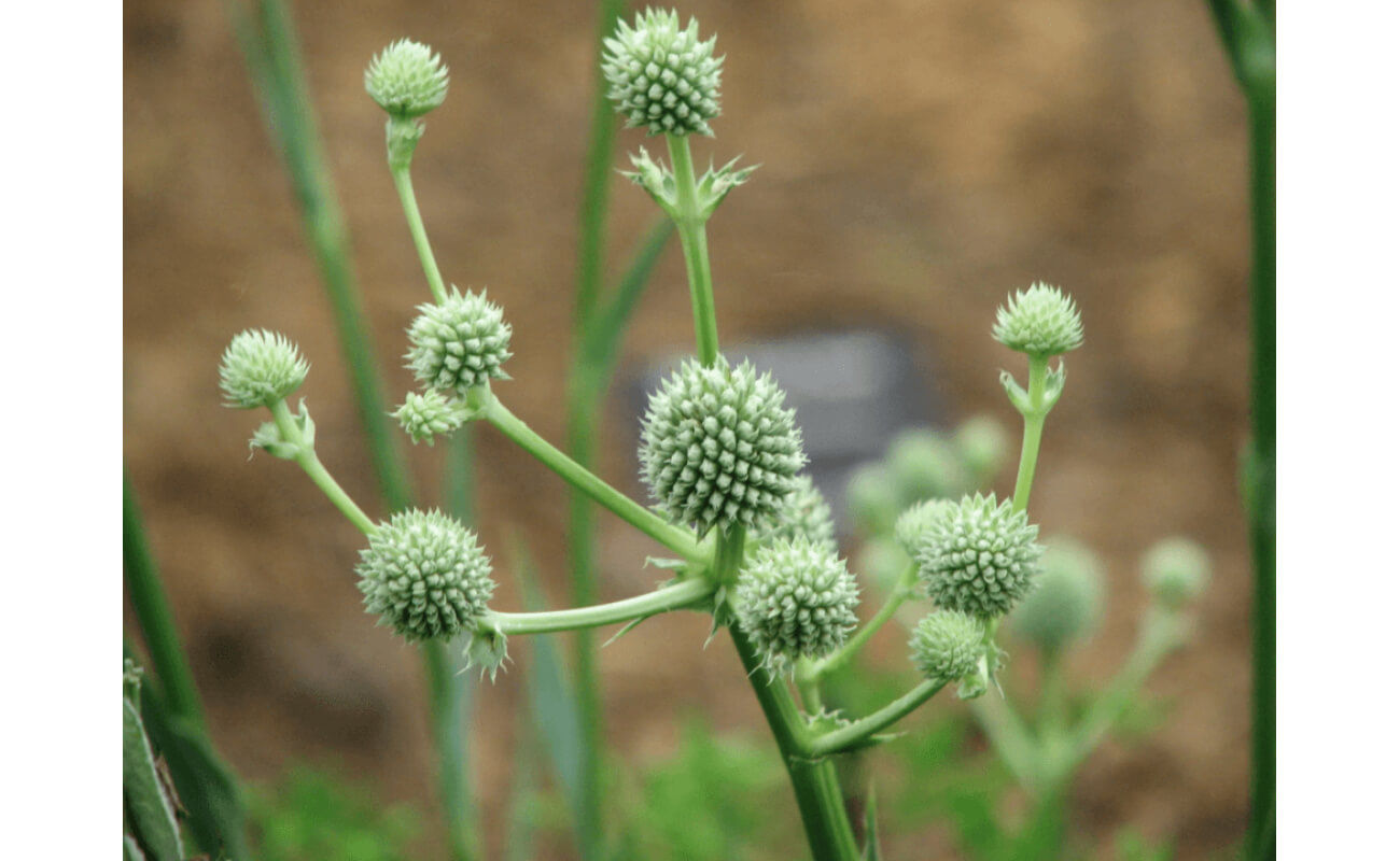 Rattlesnake Master-0