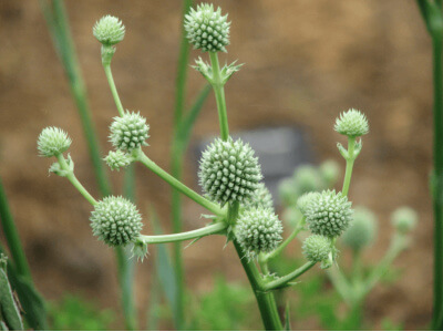 Rattlesnake Master-0