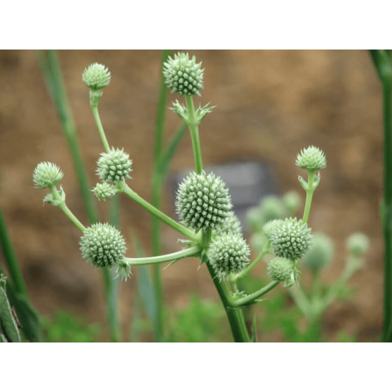 Rattlesnake Master-0