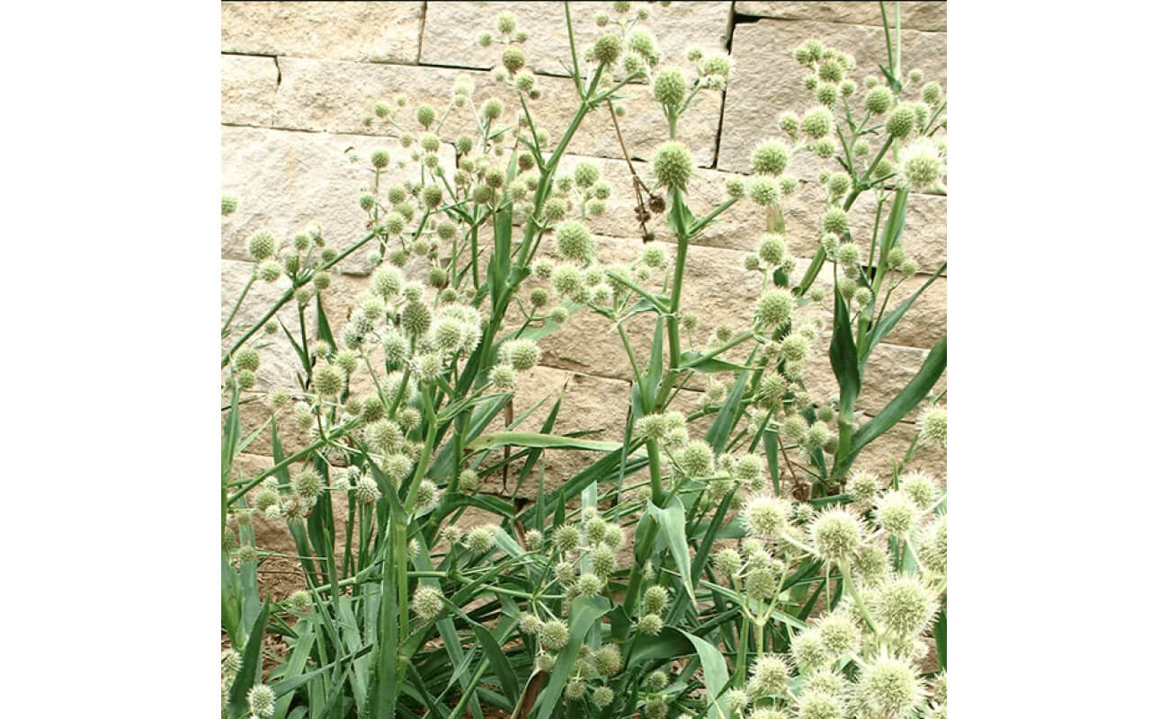 Rattlesnake Master-5376