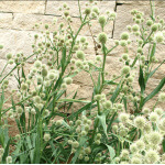 Rattlesnake Master-5376