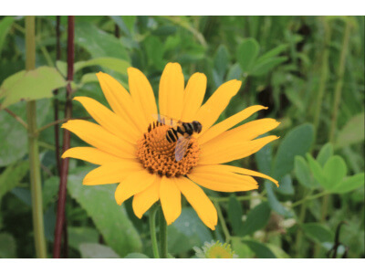 False Sunflower-0