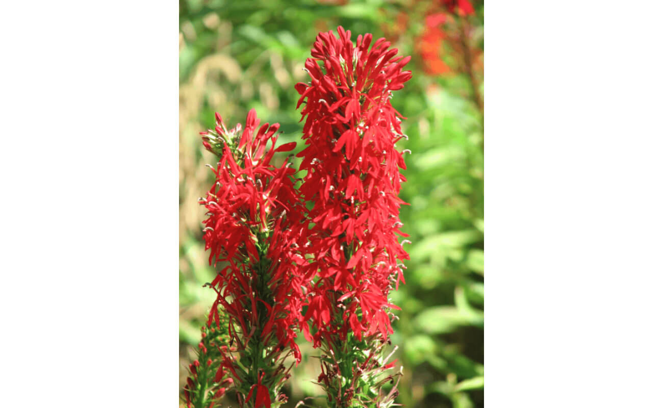 Cardinal Flower-0