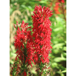 Cardinal Flower-0