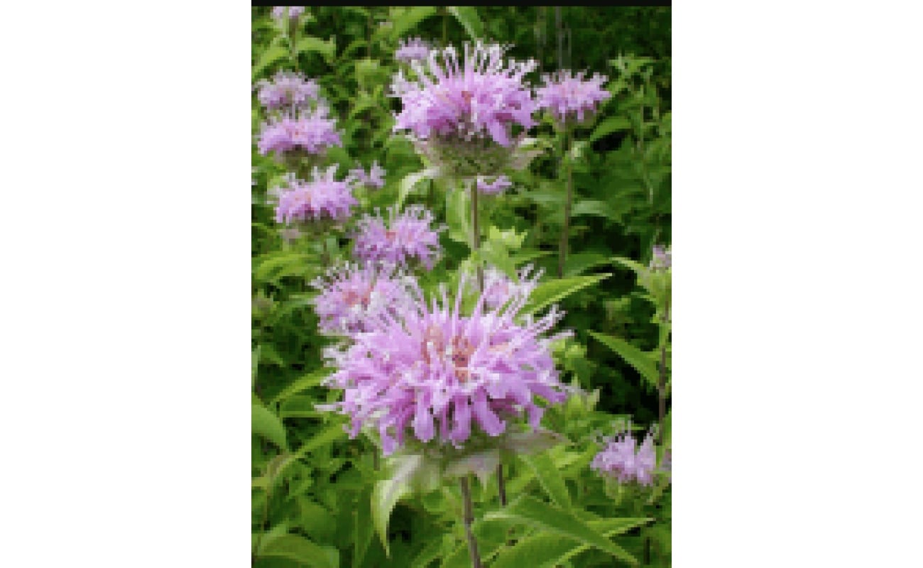 Plains Beebalm-0