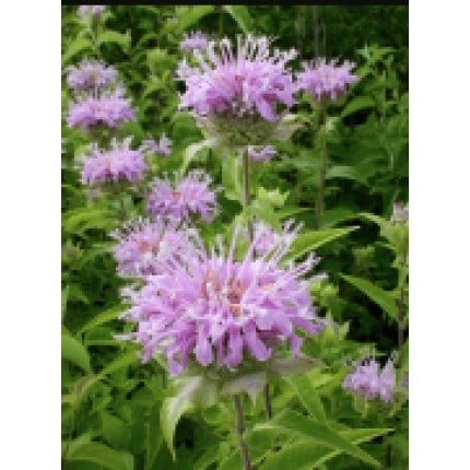 Plains Beebalm-0