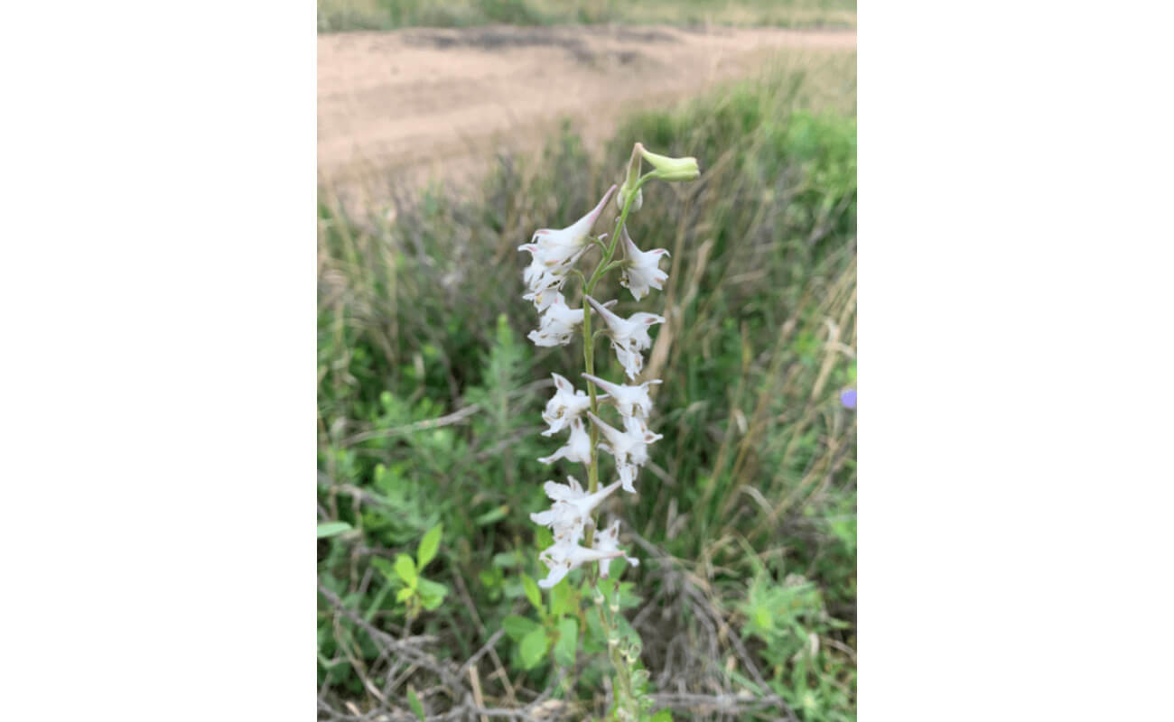 Foxglove Beardtongue-0