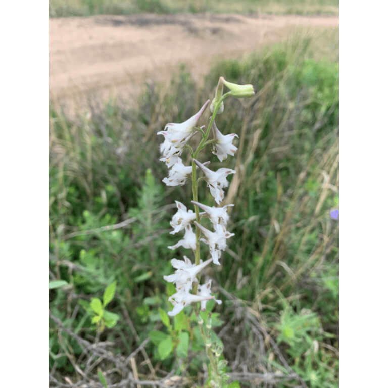 Foxglove Beardtongue-0