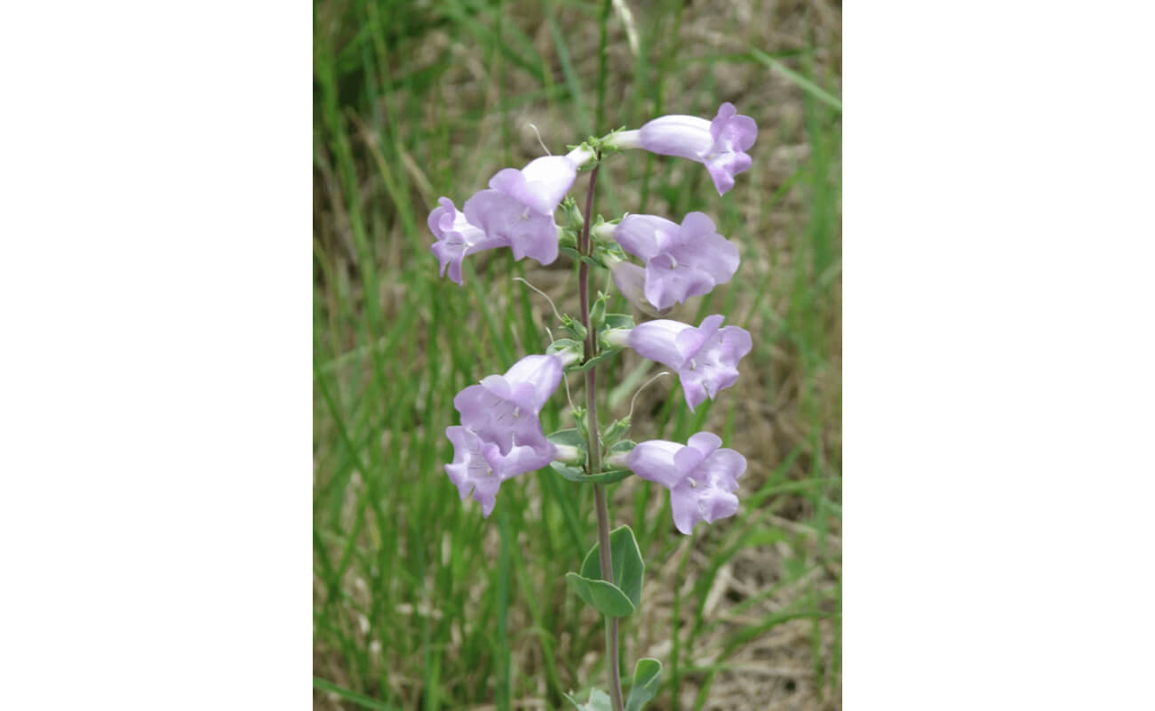 Shell Leaf Penstemon-0