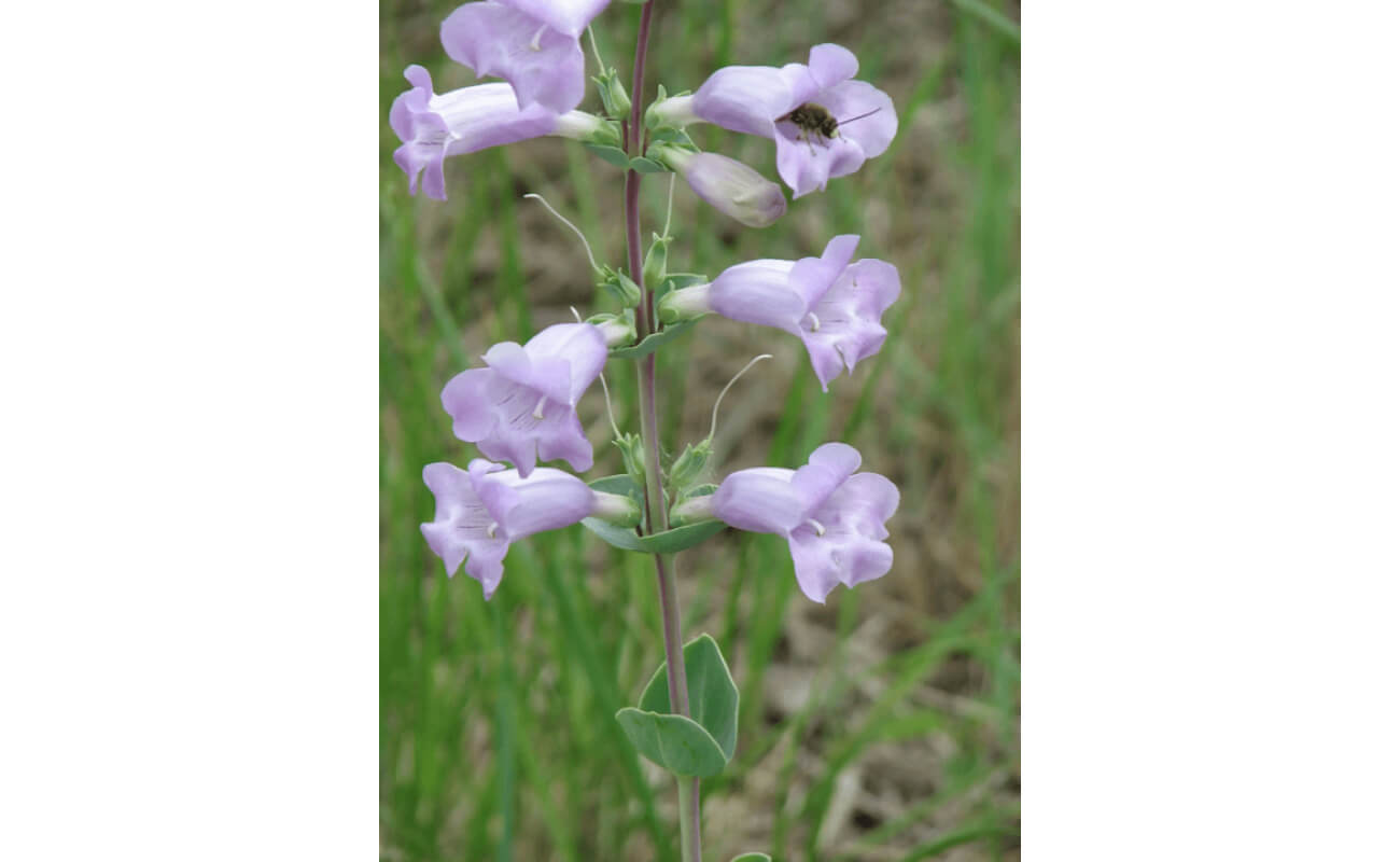 Shell Leaf Penstemon-5389