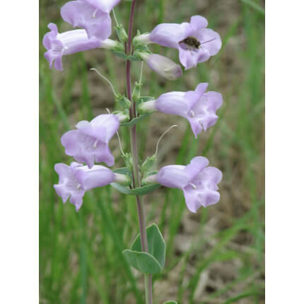 Shell Leaf Penstemon-5389