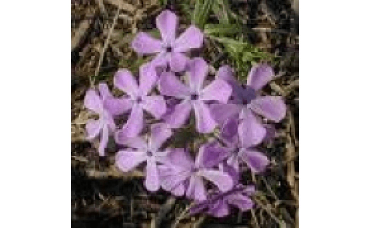 Prairie Phlox-0