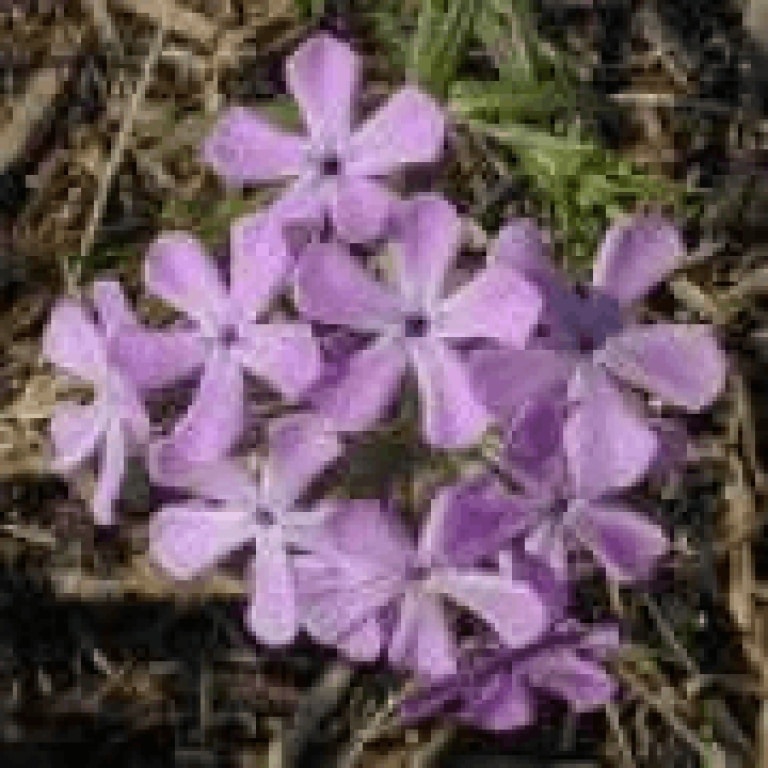 Prairie Phlox-0