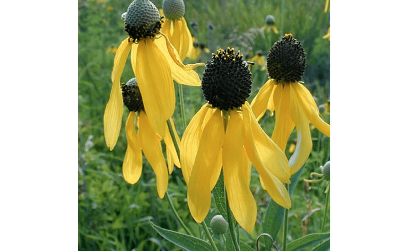 Grayhead Prairie Coneflower-0