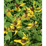 Grayhead Prairie Coneflower-5185