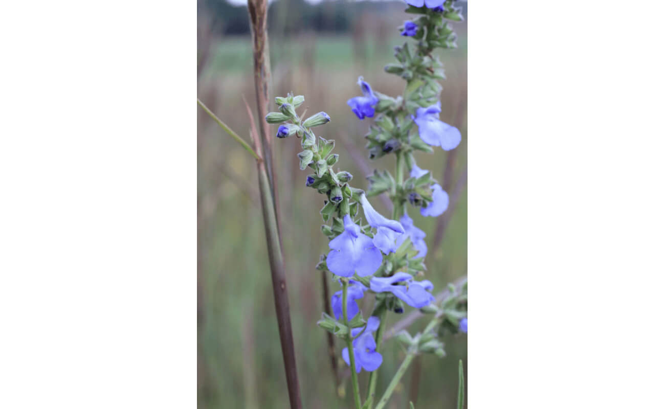 Pitcher Sage-0